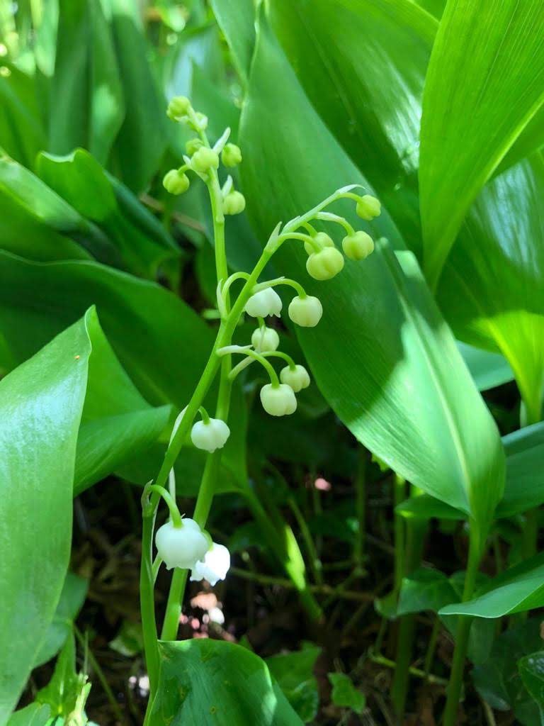 Blooming Flowers